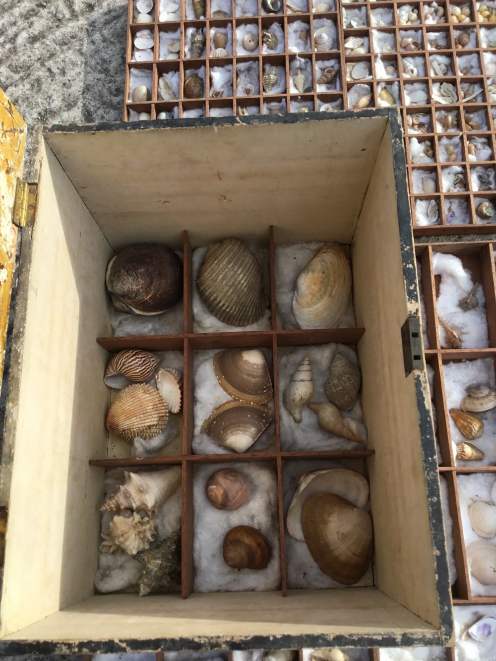 19th Century Boxed Shell Collection  View V