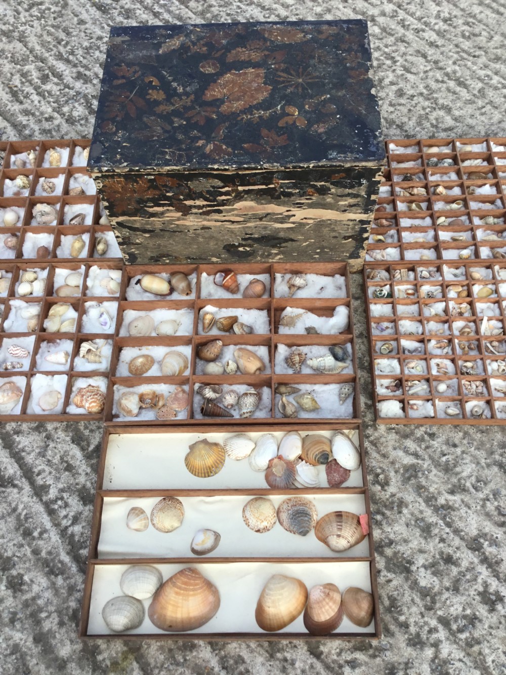 19th Century Boxed Shell Collection  View VI