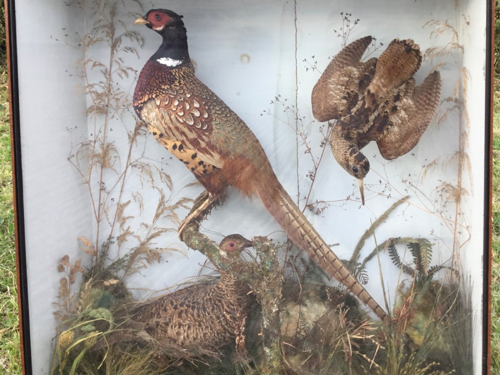 Victorian Cased Taxidermy View VI
