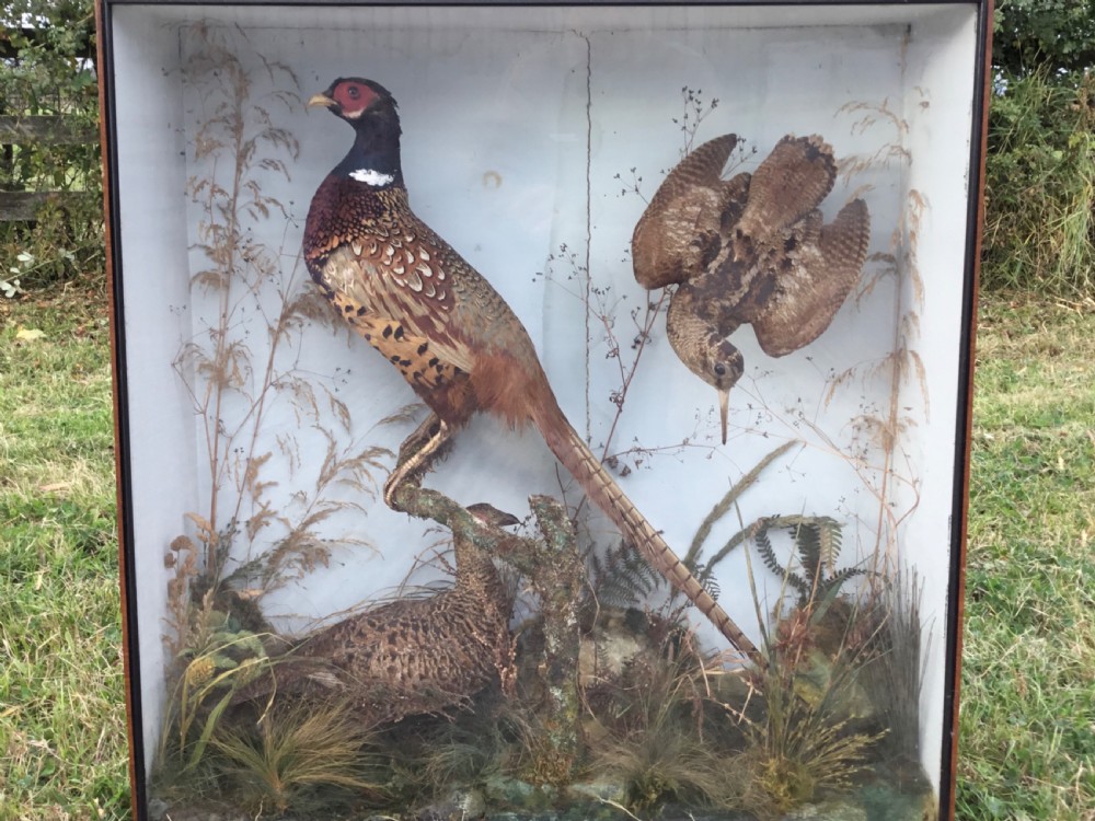 Victorian Cased Taxidermy View II