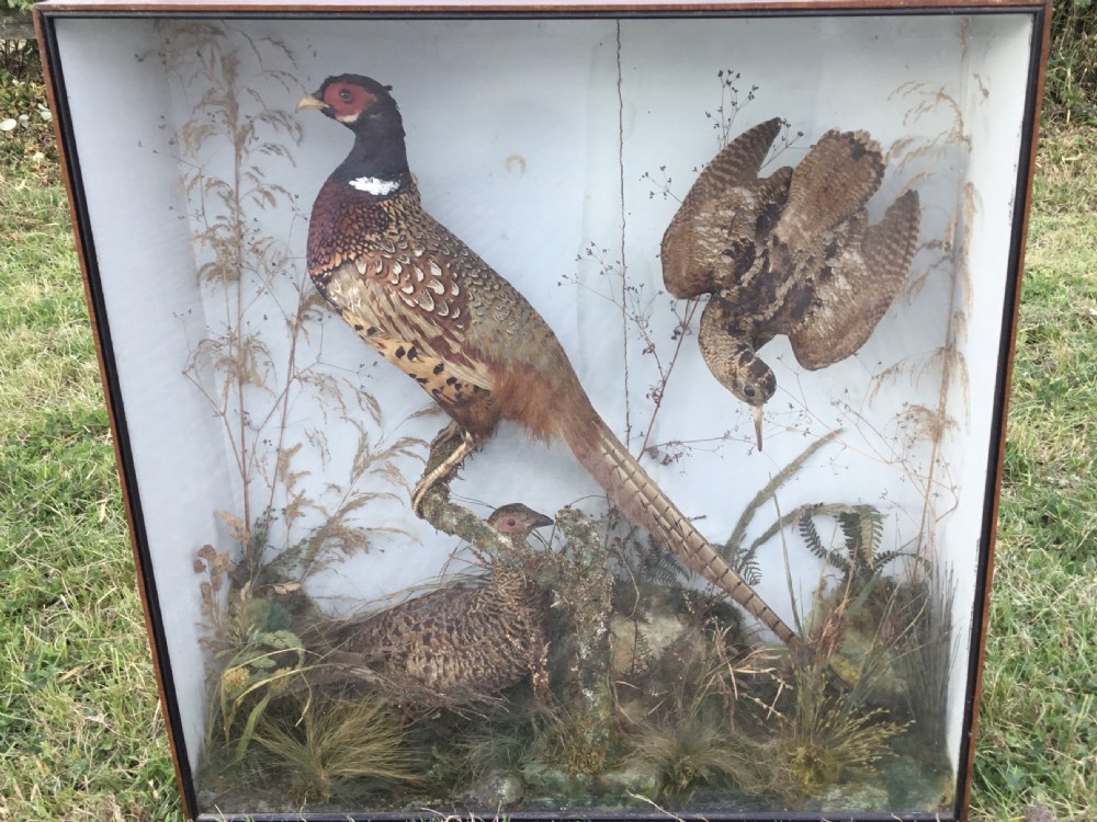 Victorian Cased Taxidermy View III