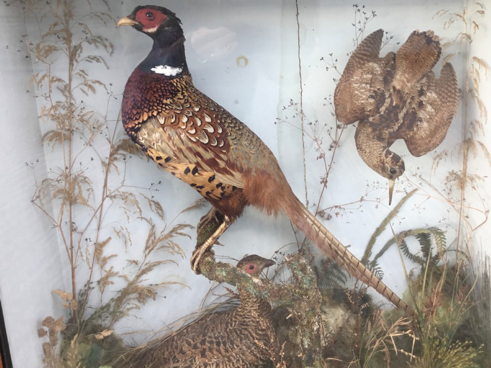 Victorian Cased Taxidermy View V
