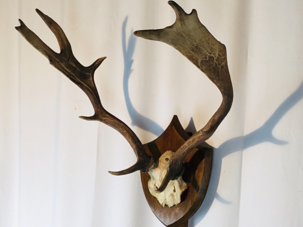 Two Pairs Shield Trophy Mounted Antlers View VIII