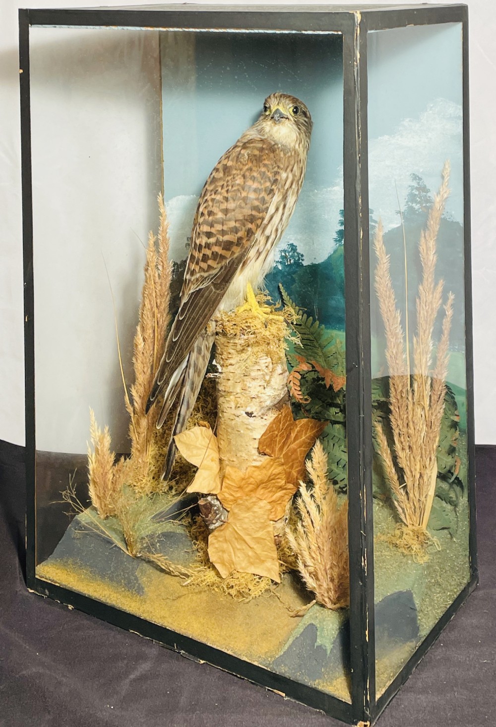 Taxidermy Kestrel in Glazed Case View V