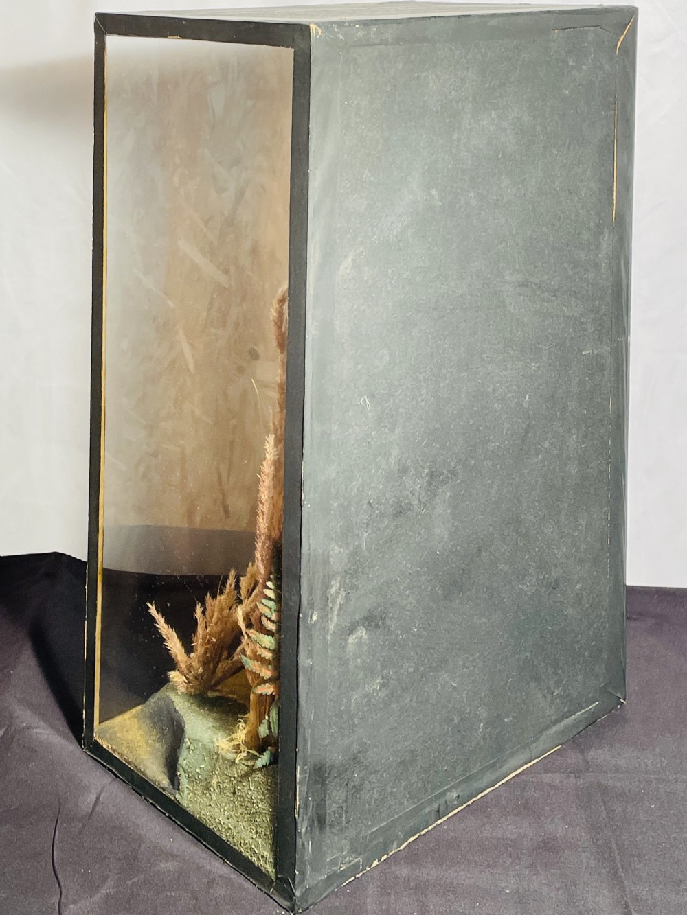 Taxidermy Kestrel in Glazed Case View VI