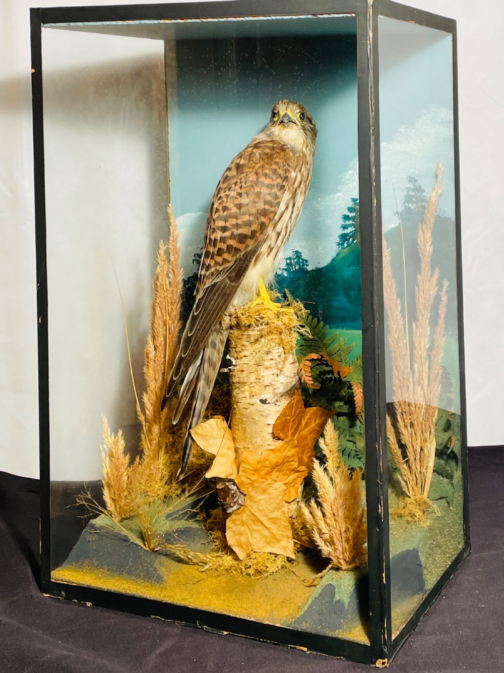 Taxidermy Kestrel in Glazed Case View VII