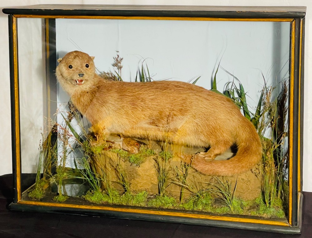A taxidermy Eurasian otter positioned on a simulated rocky embankment with dried grasses, contained within a glass-panelled display case. View II