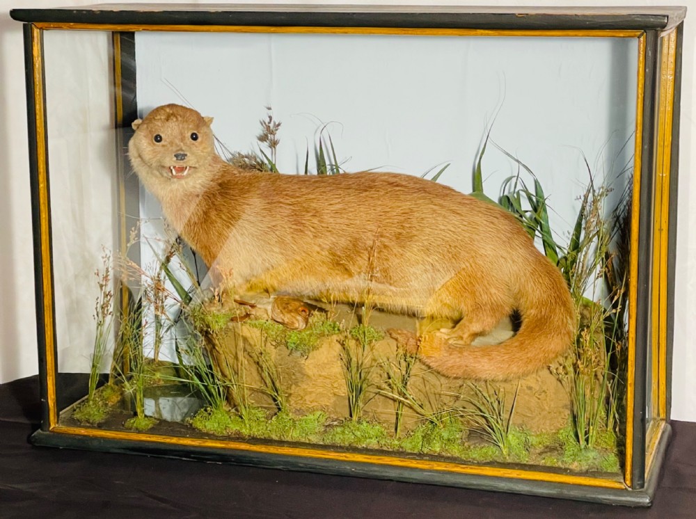 A taxidermy Eurasian otter positioned on a simulated rocky embankment with dried grasses, contained within a glass-panelled display case. View III
