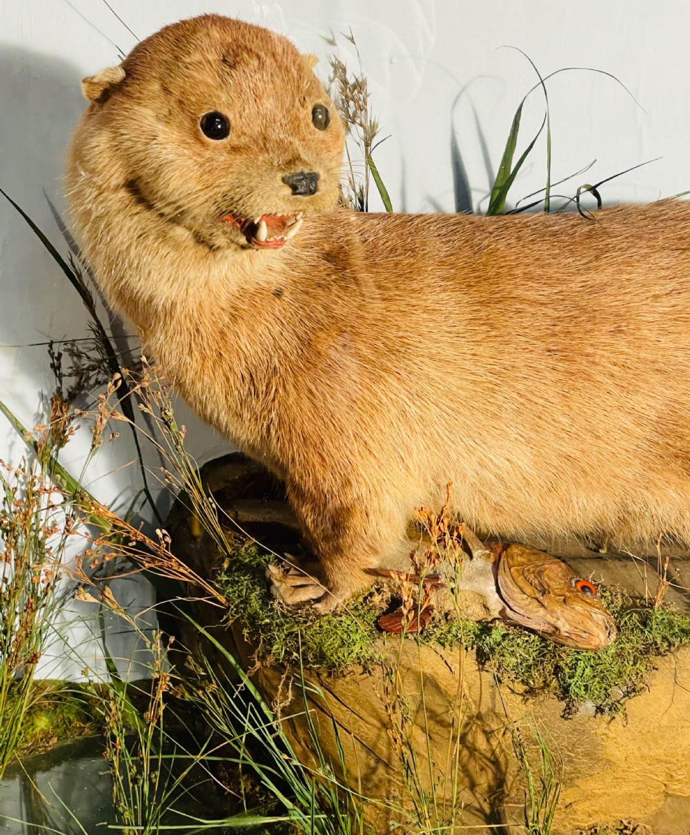 A taxidermy Eurasian otter positioned on a simulated rocky embankment with dried grasses, contained within a glass-panelled display case. View VI