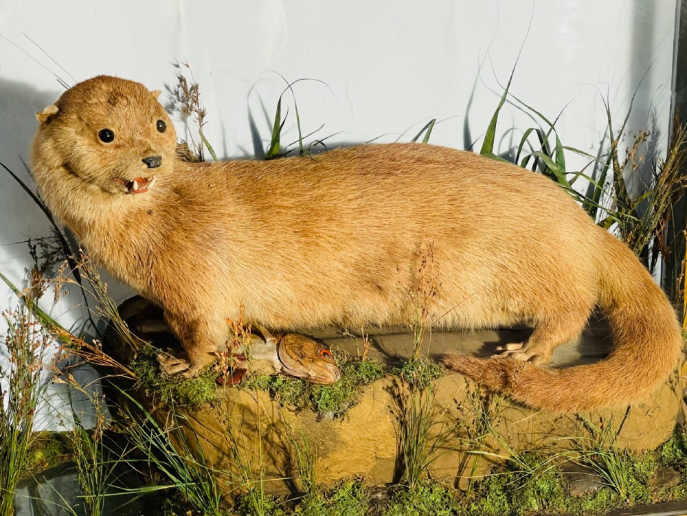 A taxidermy Eurasian otter positioned on a simulated rocky embankment with dried grasses, contained within a glass-panelled display case. View VII