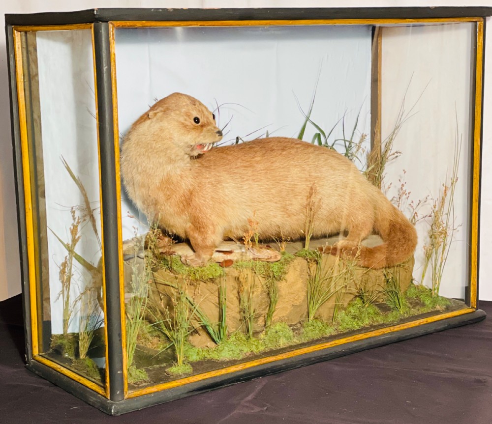 A taxidermy Eurasian otter positioned on a simulated rocky embankment with dried grasses, contained within a glass-panelled display case. View VIII