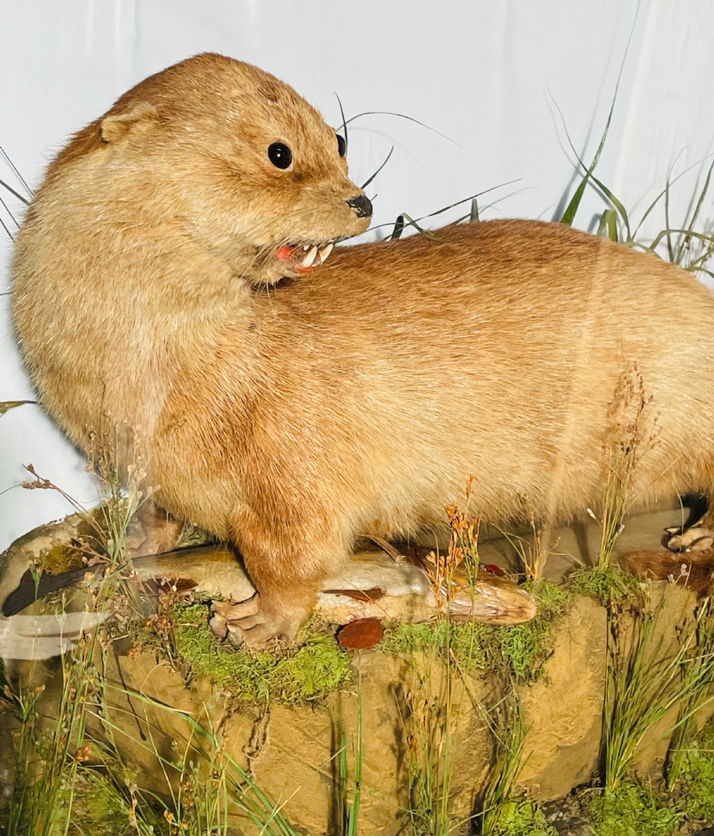 A taxidermy Eurasian otter positioned on a simulated rocky embankment with dried grasses, contained within a glass-panelled display case. View X