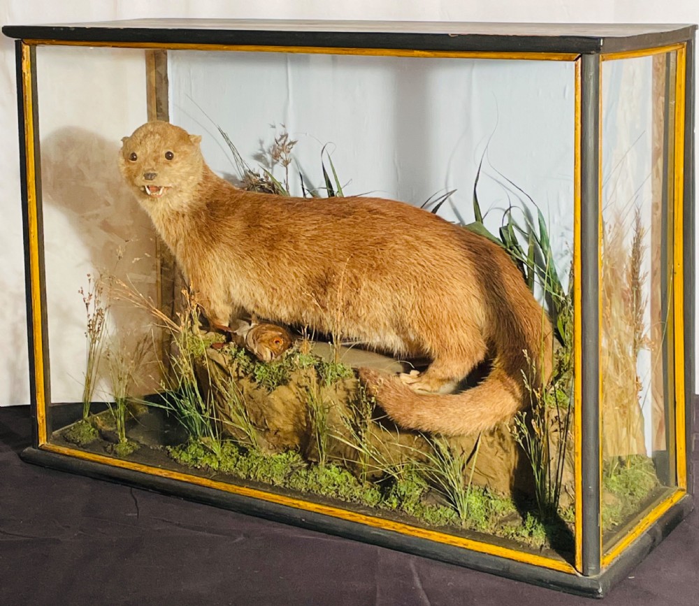 A taxidermy Eurasian otter positioned on a simulated rocky embankment with dried grasses, contained within a glass-panelled display case. View XI