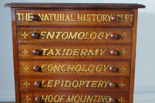 Small Museum Filing Cabinet, Natural History Collectors Cabinet
