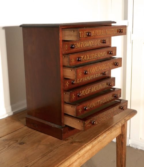fig 3. Small Museum Filing Cabinet, Natural History Collectors Cabinet
