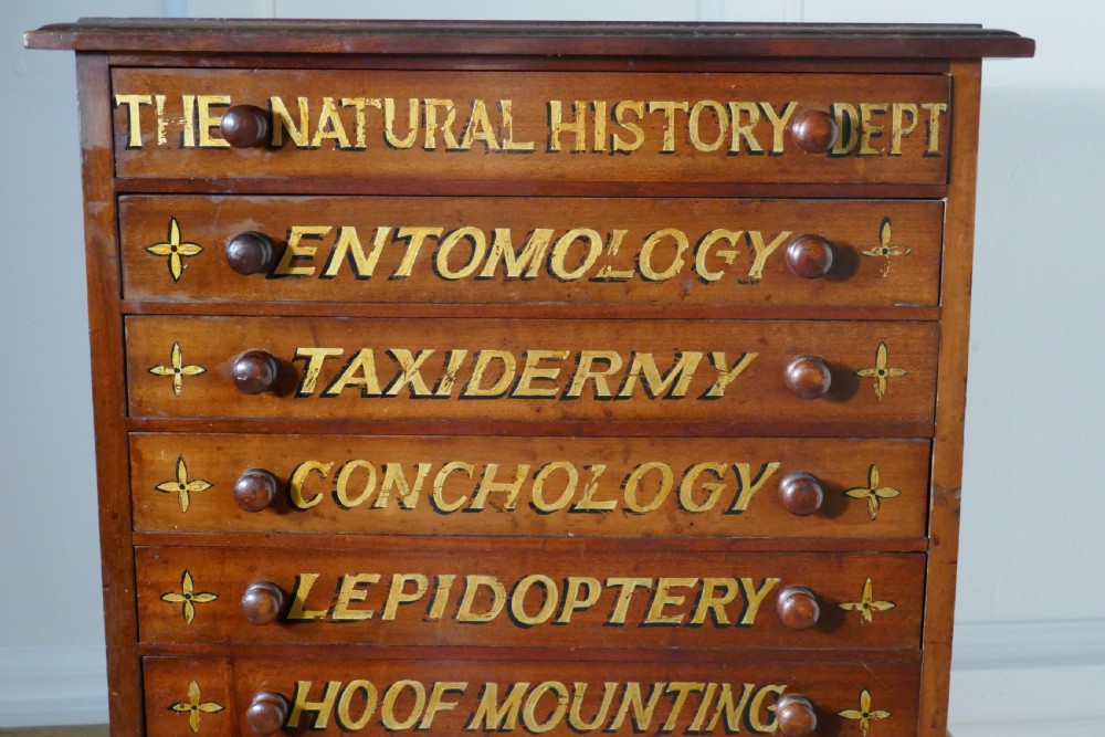 Small Museum Filing Cabinet, Natural History Collectors Cabinet