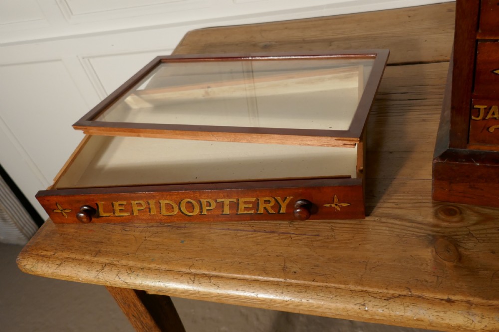 Small Museum Filing Cabinet, Natural History Collectors Cabinet View VII