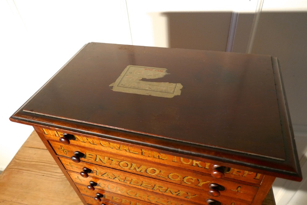 Small Museum Filing Cabinet, Natural History Collectors Cabinet View IX