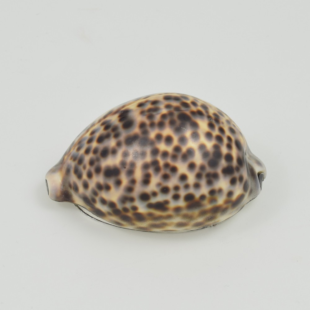 Stunning Rare Georgian Silver Mounted Cowrie Shell Snuff Box c.1800 View IX