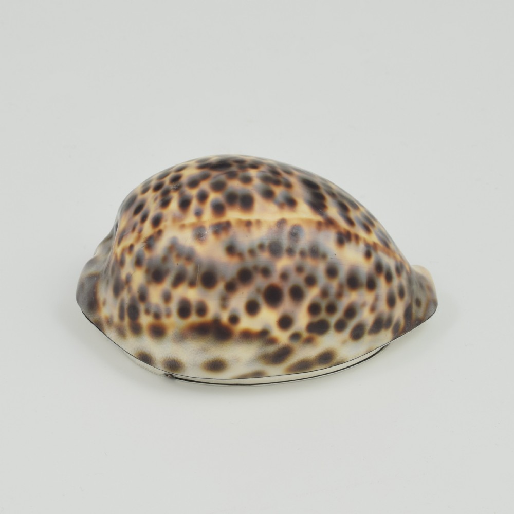 Stunning Rare Georgian Silver Mounted Cowrie Shell Snuff Box c.1800 View X