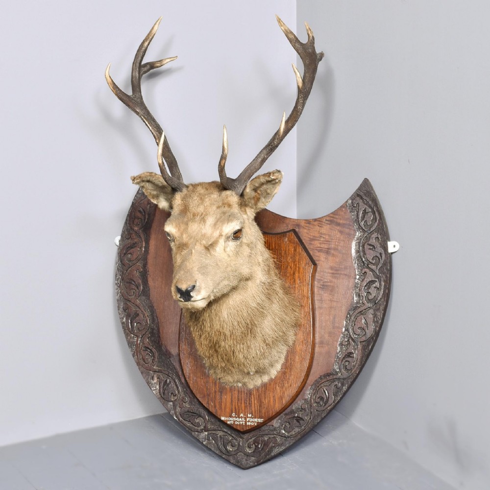 Taxidermist Deer Head