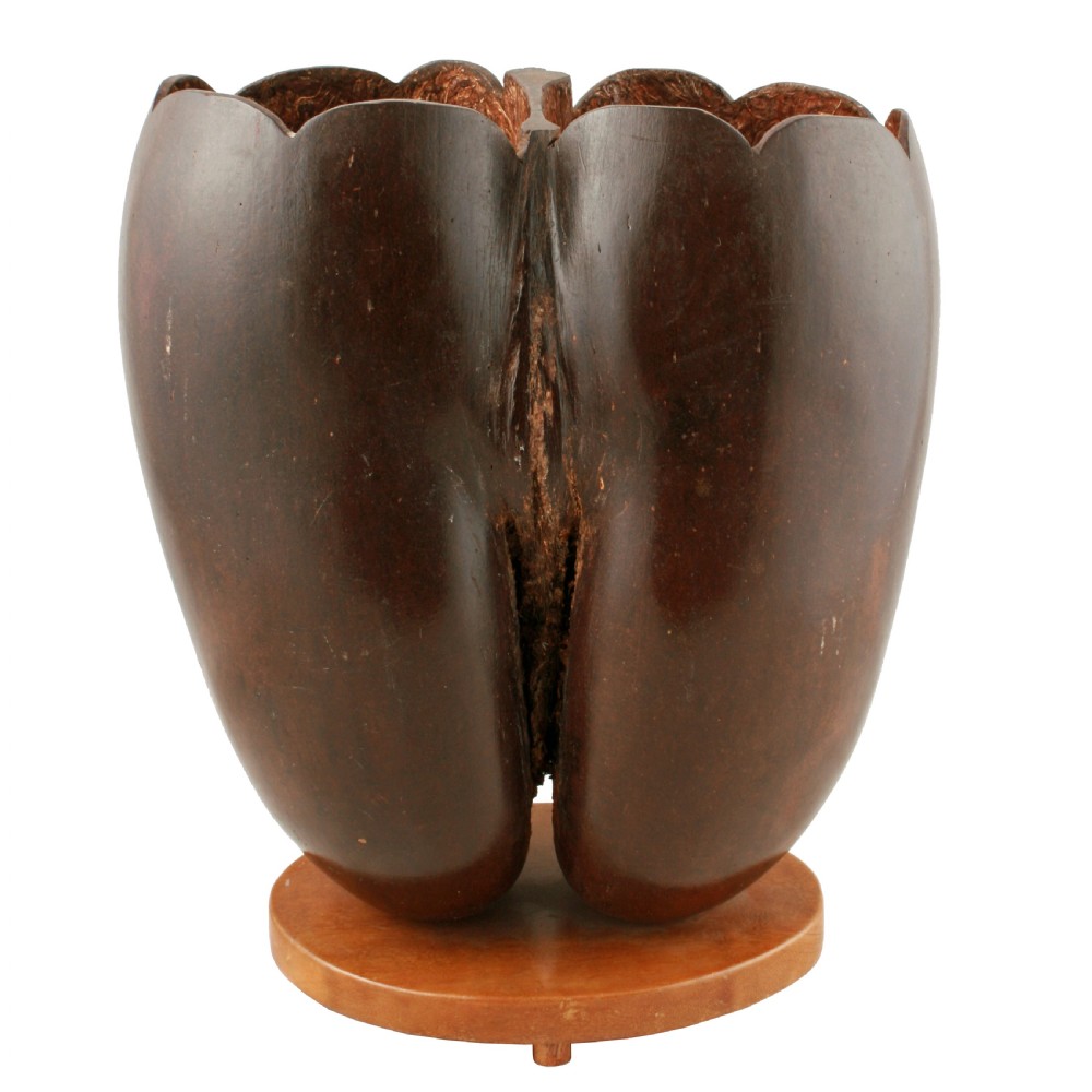 Coco de Mer on stand  View II