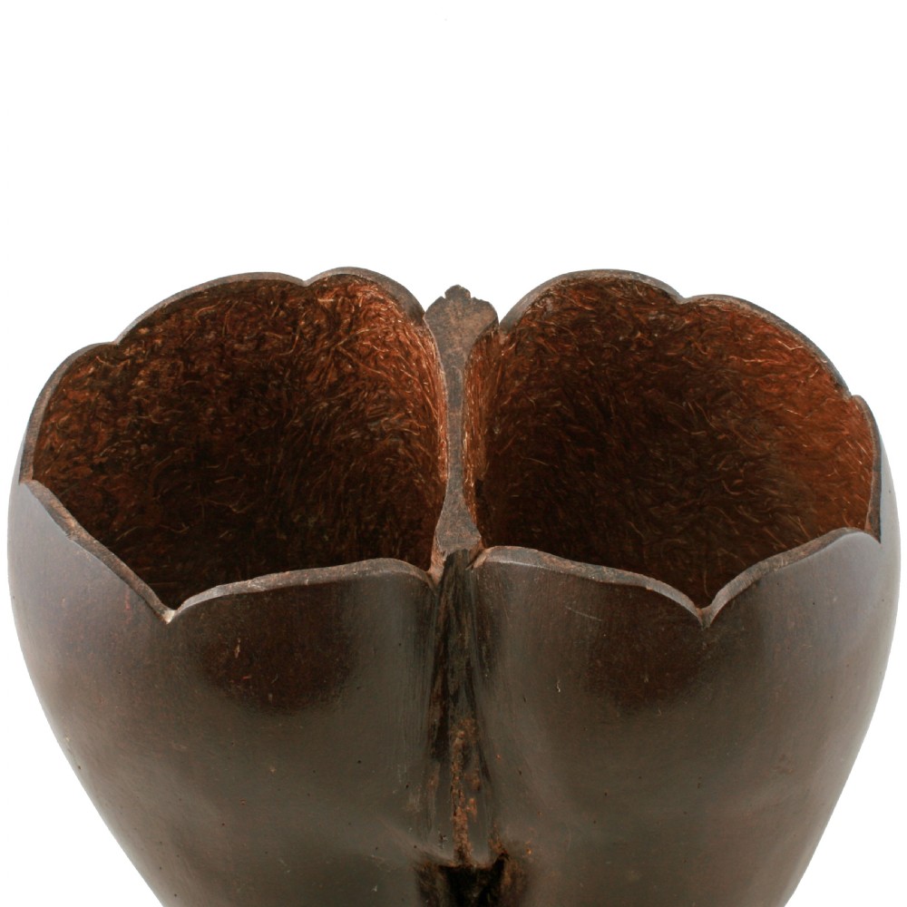 Coco de Mer on stand  View V