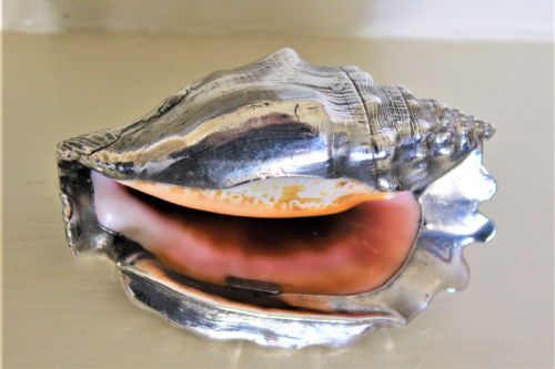 A Very Decorative Conch Shell Skilfully Hand Covered in a Sheath of Heavy Gauge Silver and Signed