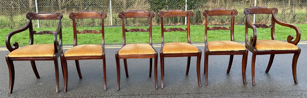 A set of six mahogany Regency dining chairs with carved scroll back rails, sabre legs, and golden velvet upholstered drop-in seats.