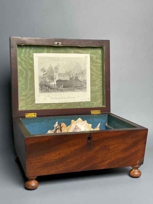 William IV Mahogany Box with Shell Display
