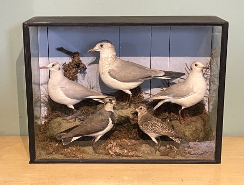 Taxidermy Case of Sea Birds by Shopland of Torquay