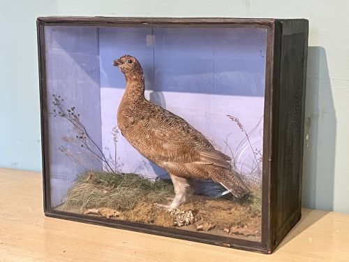 Victorian Cased Taxidermy Grouse