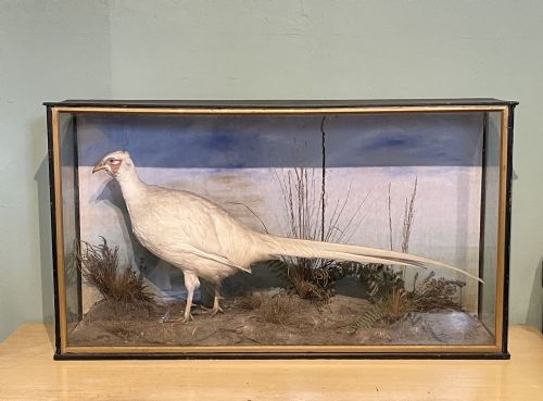 Victorian Cased Taxidermy White Pheasant