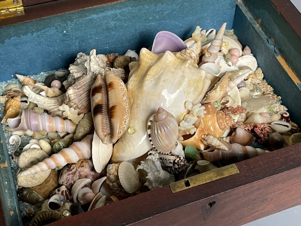 William IV mahogany box with shell display View III