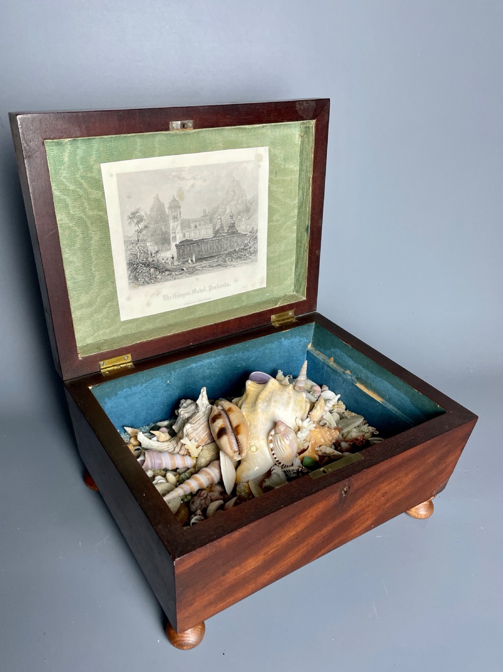 William IV mahogany box with shell display View VI