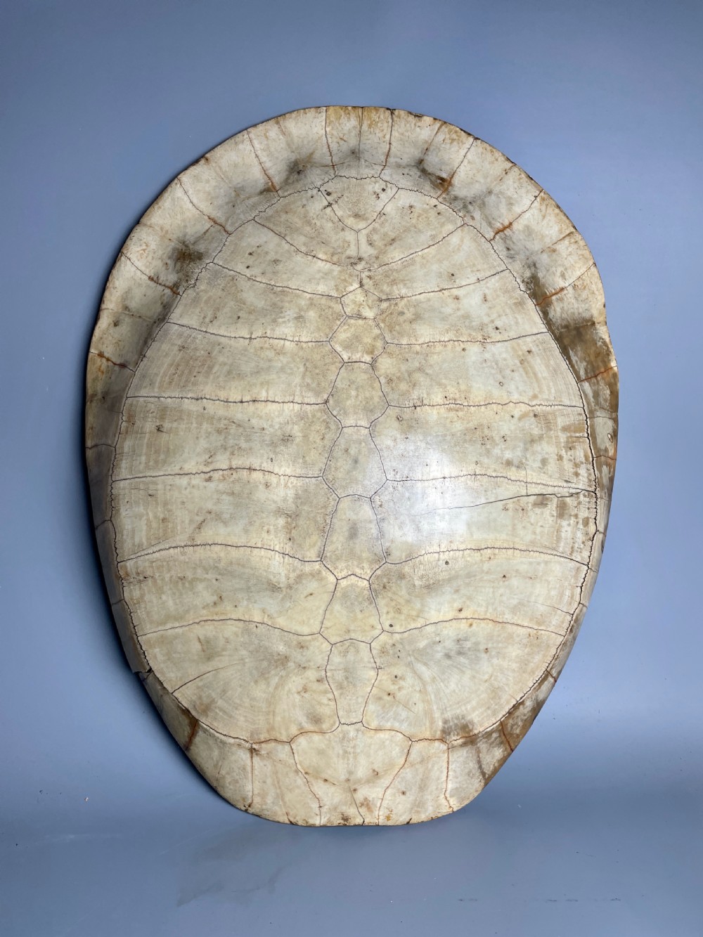 Large 19th century blonde turtle shell