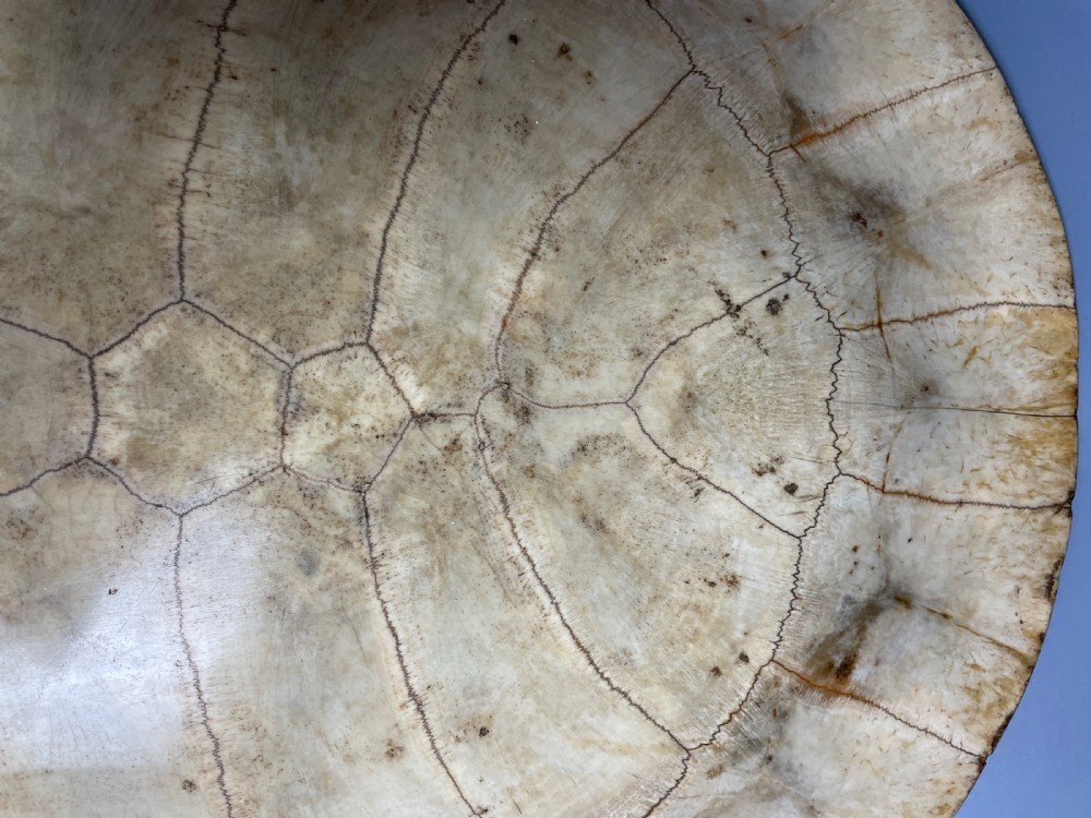 Large 19th century blonde turtle shell View II