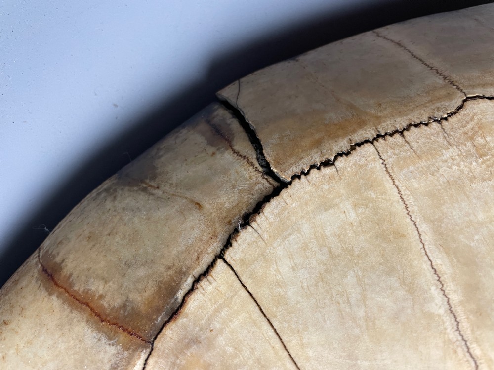 Large 19th century blonde turtle shell View III