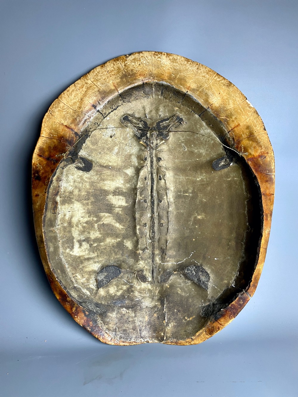 Large 19th century blonde turtle shell View IV