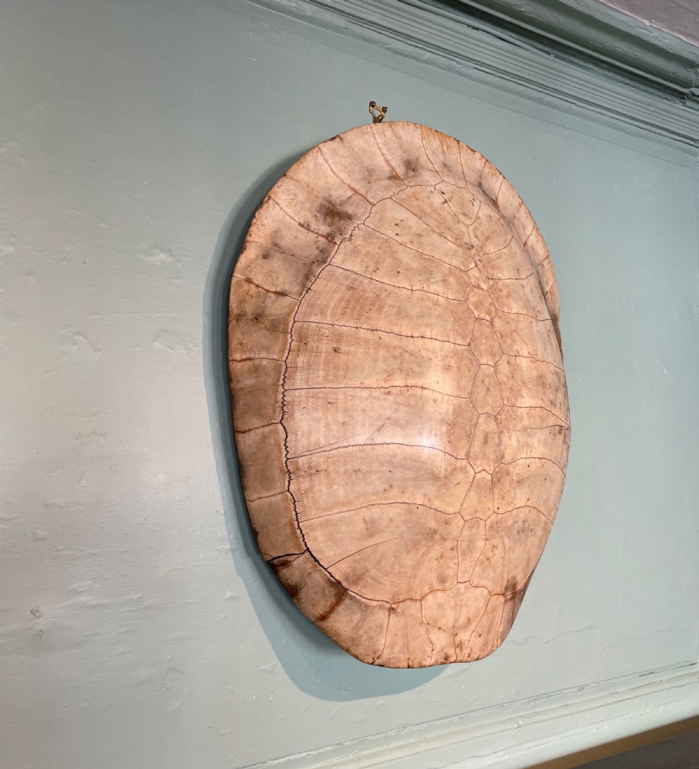 Large 19th century blonde turtle shell View VI