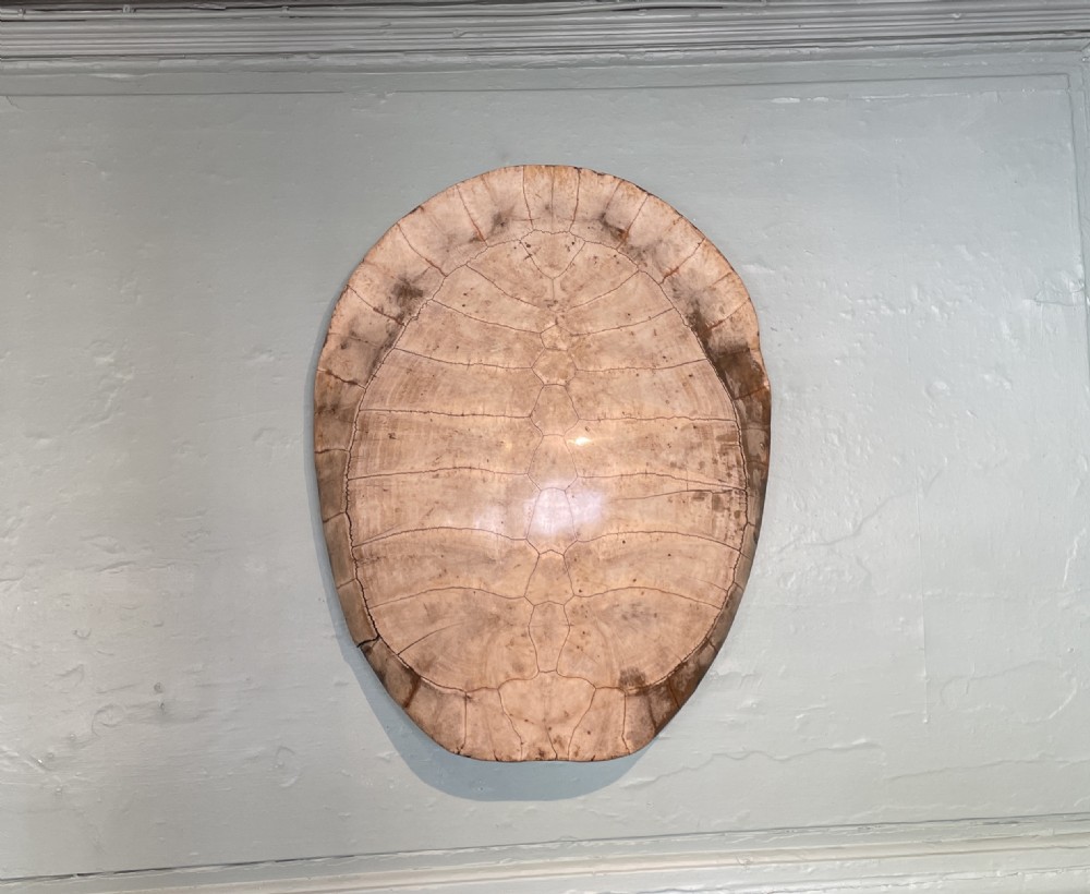 Large 19th century blonde turtle shell View VII