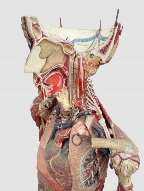 19TH CENTURY FRENCH ANATOMICAL MODEL ON STAND - ADDITIONAL PHOTO 2