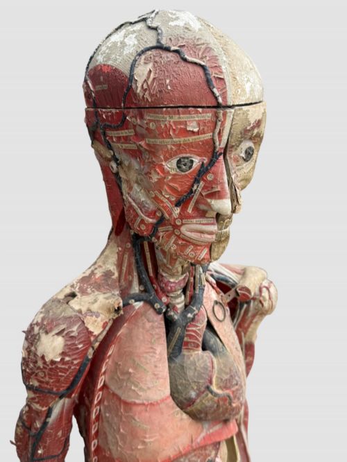 19TH CENTURY FRENCH ANATOMICAL MODEL ON STAND - ADDITIONAL PHOTO 6