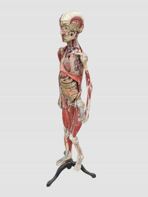 19TH CENTURY FRENCH ANATOMICAL MODEL ON STAND - ADDITIONAL PHOTO 9