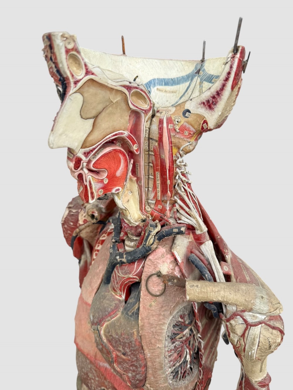 A 19th-century hand-painted French anatomical model depicting human musculature and internal structure mounted on a black cast iron tripod stand. View III