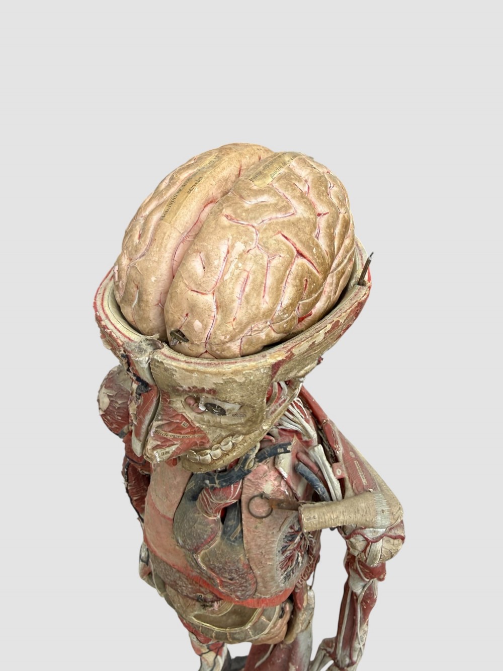 A 19th-century hand-painted French anatomical model depicting human musculature and internal structure mounted on a black cast iron tripod stand. View V