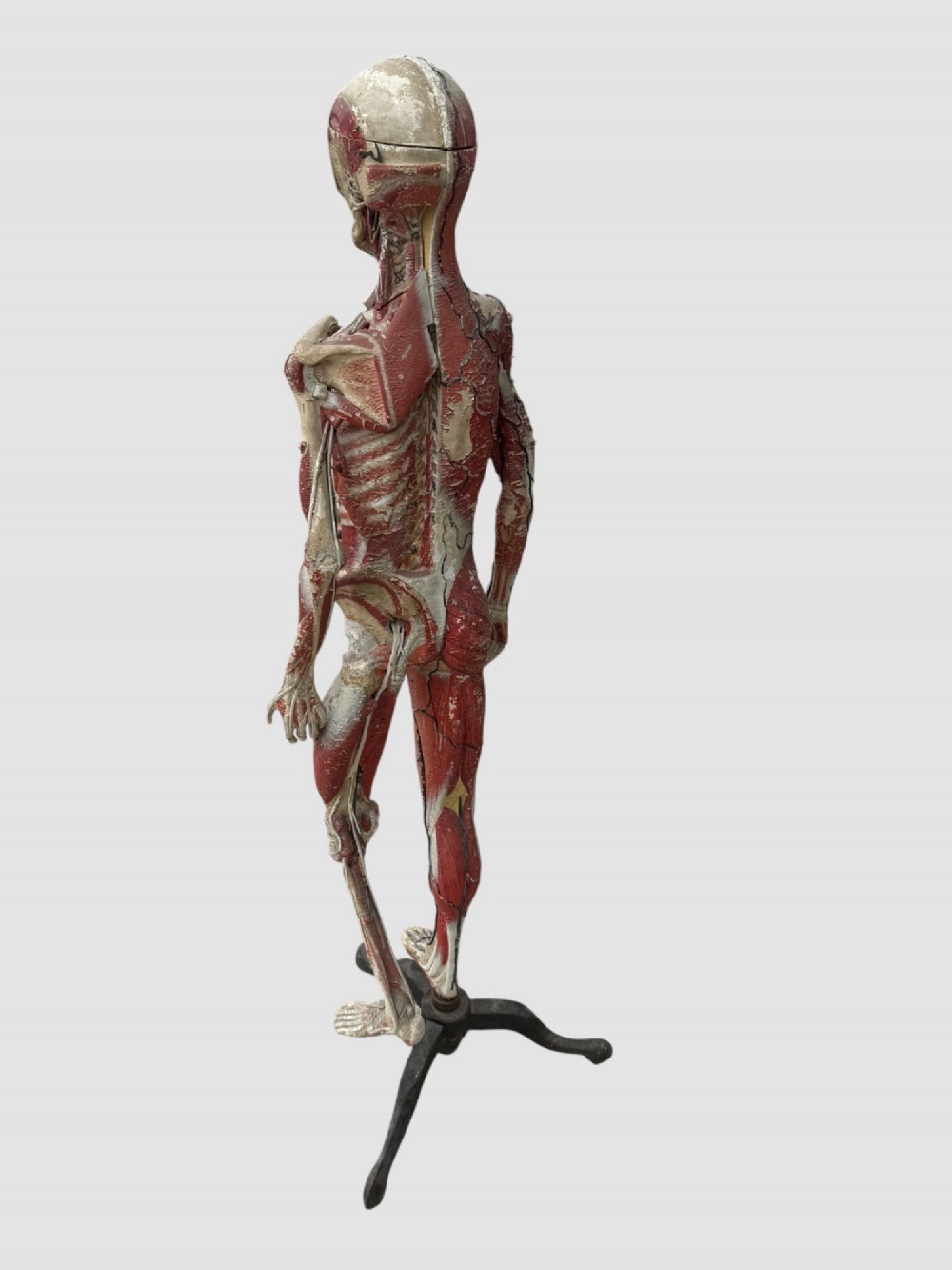 A 19th-century hand-painted French anatomical model depicting human musculature and internal structure mounted on a black cast iron tripod stand. View VI