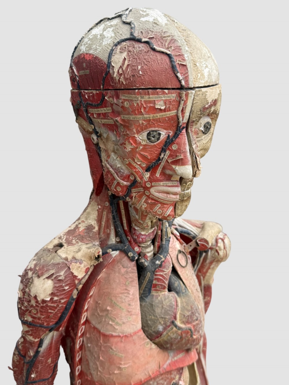 A 19th-century hand-painted French anatomical model depicting human musculature and internal structure mounted on a black cast iron tripod stand. View VII