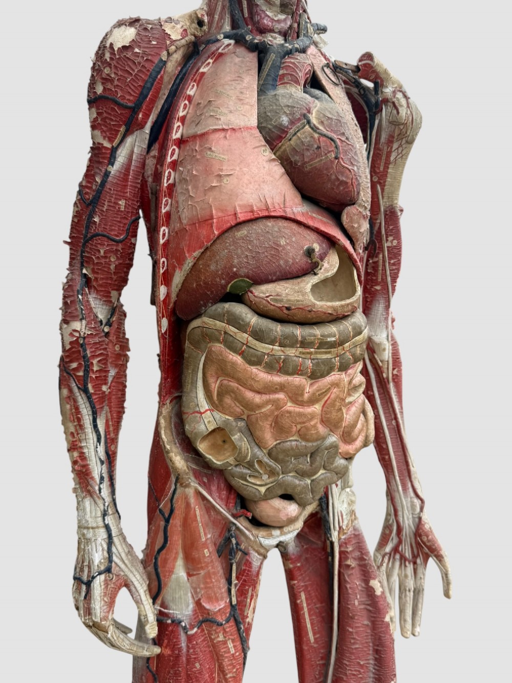 A 19th-century hand-painted French anatomical model depicting human musculature and internal structure mounted on a black cast iron tripod stand. View VIII