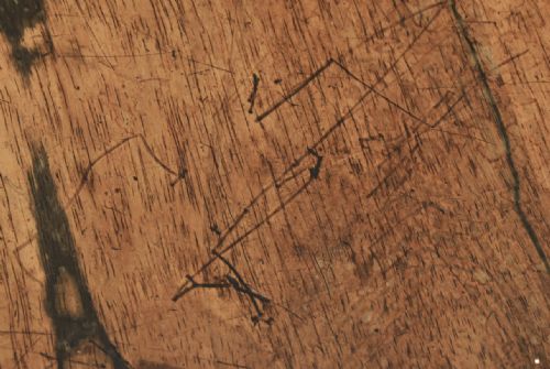 WILLIAM IV ROSEWOOD CIRCULAR TILT TOP BREAKFAST TABLE - ADDITIONAL PHOTO 5